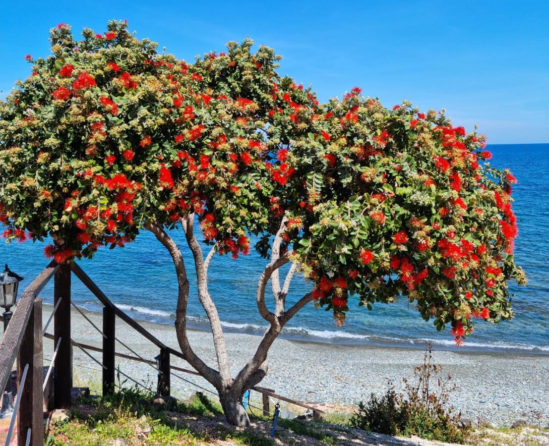 Astrofegia Beachfront Villa Pomos Dış mekan fotoğraf